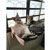 Imagem da promoção Janeleira Prateleira De Janela Para Gatos Ronroneria - Sem furar Parede