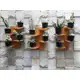 Kit 3 Floreiras De Parede Para Suculentas / Cactos Modelo Maresia em oferta